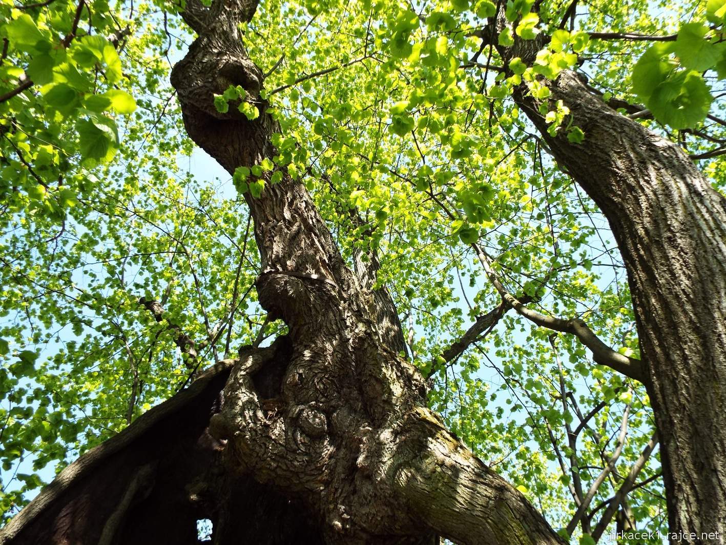 Tatobity - tisíciletá lípa - pohled do koruny stromu