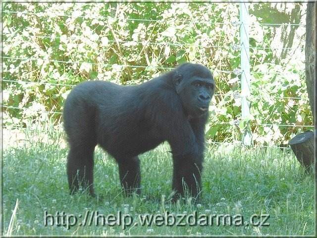 gorila2