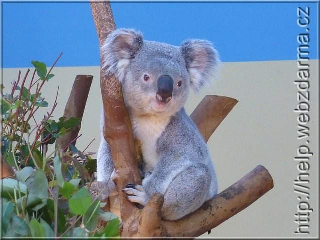 koala