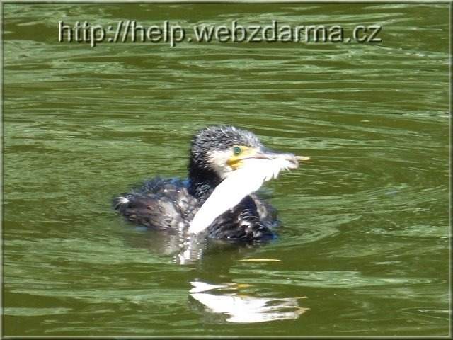 kormoran