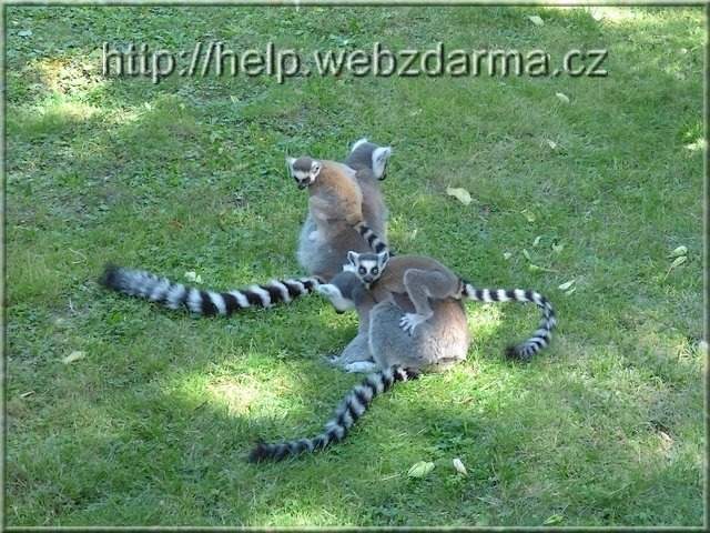 lemur