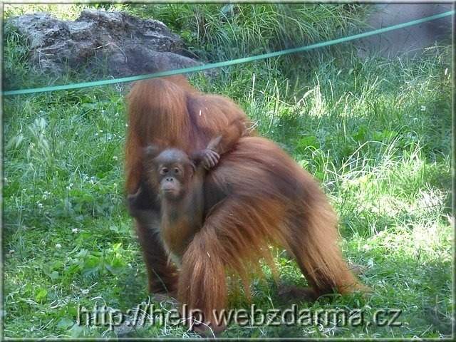orangutan2