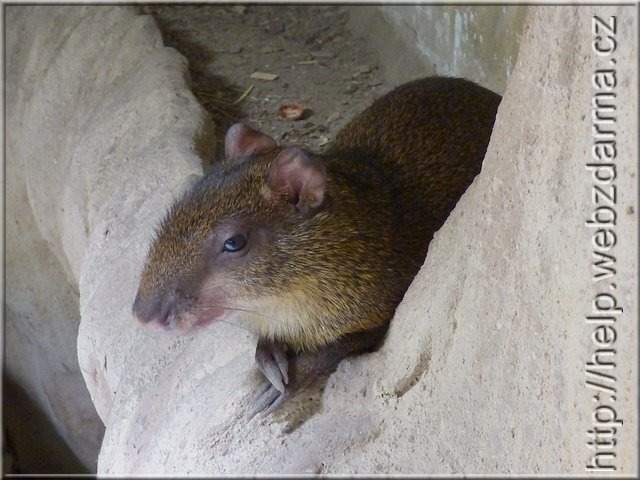 aguti