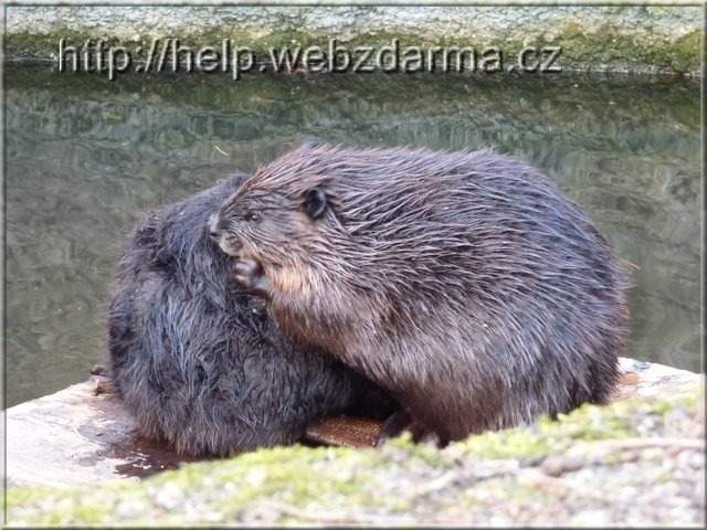 bobri
