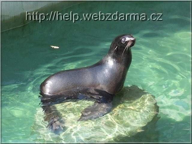 lachtan2