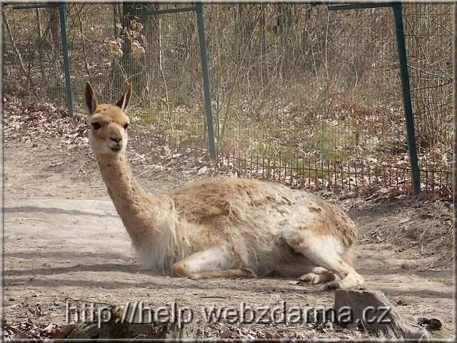 lama