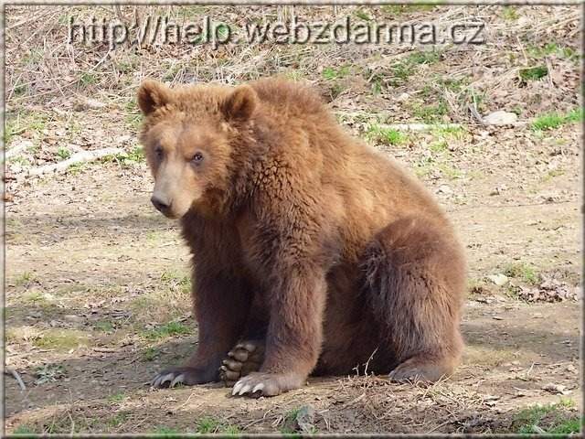 medved1