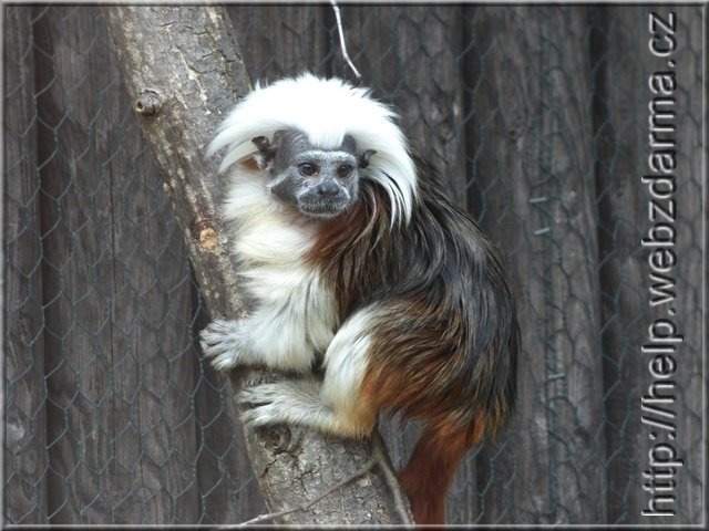 tamarin