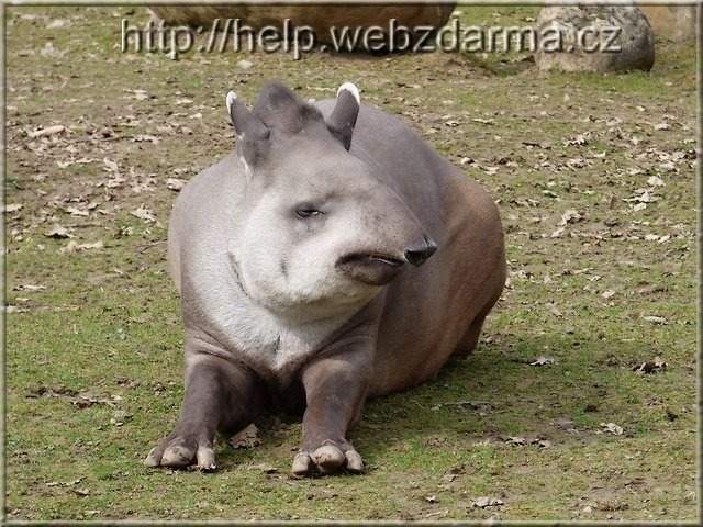 tapir