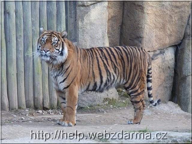 tiger