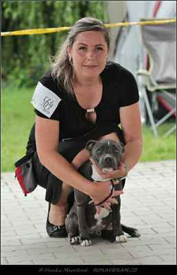 Blue Sunny Mineva From Silesian (Aston Newlaw Bohemia Superb X Bambia Bondystaff Kennel) - Psi - třída štěňat - VN2