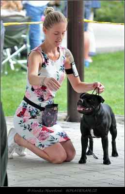 Adebayor of Black Seals (Game of Thrones Wizard Bull X Zoey of Ambassador Sun) - Psi - třída mladých - V1, CAJC, BOS