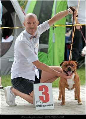 Liam Dutch Great Staffield (Sikstaff´s Mr. Lova Lova X Kayleen Nanny Fransimo Bohemia) - Psi - třída mladých - V3