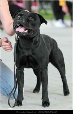 Branduff Kebullstaff (Elitebulls Challenger X Satip Princess Diana) - Psi - mezitřída - VD