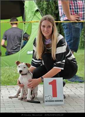 Aiva Malý motýl (I´Saki Victoria Zh'William'Heart Irland X Speedy Of Hunter Malý motýl) - Feny - třída štěňat - VN1