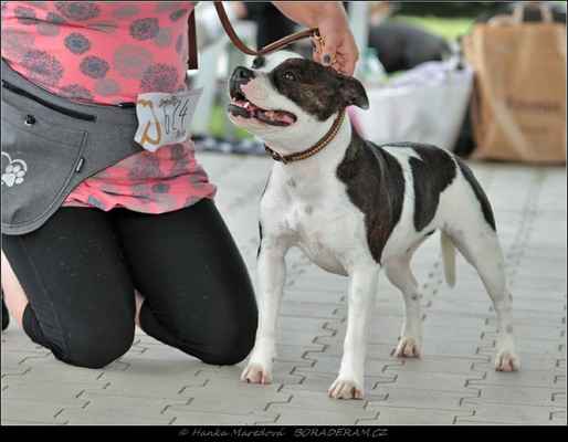 Deedee Lovely Dragonfly (Reggiomonti Dynasty of Noble Warrior X Gate To Paradise Warriorbull) - Feny - třída mladých - V