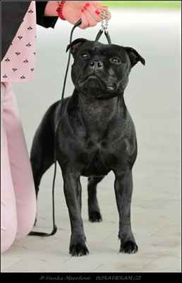 Josephine Goddness Wizard Bull (Adwin Star Sallystaff X Emotion Wizard Bull) - Feny - třída mladých - V1, CAJC, BOJ