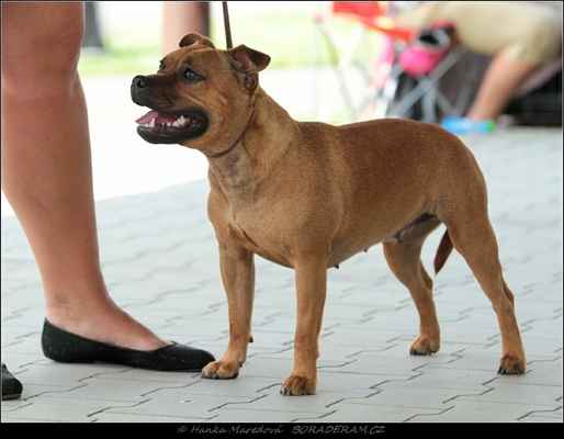 Jacqueline Homars Czech (Assilio Red Arrow X Rara Avis Slade Czech) - Feny - mezitřída - V2, res. CAC
