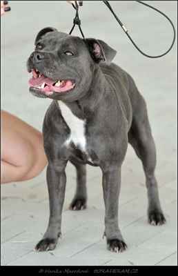 Tarra Staff Winner (Bluedogcity I´m Prince Blue J.R X Kadi Cherry Angelo Custode) - Feny - třída otevřená - VD