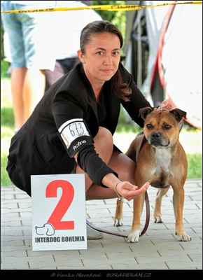 Aimee Habiba Staff (Glory of Hunter Warriorbull X Ellis ze Zalabské samoty) - Feny - třída pracovní - VD2