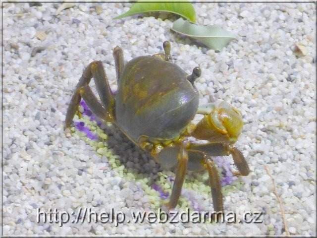 krab