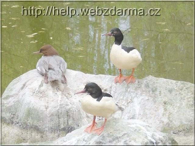 morcak