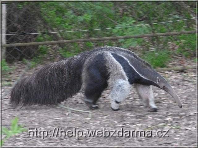 mravciar