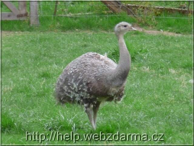 nandu