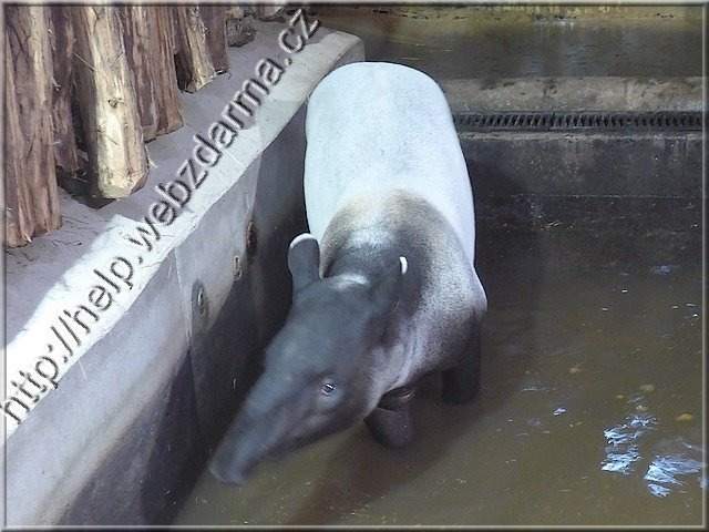 tapir