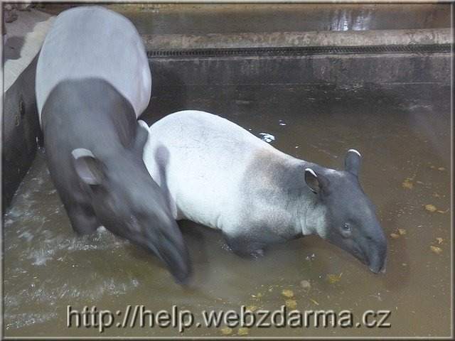 tapiri