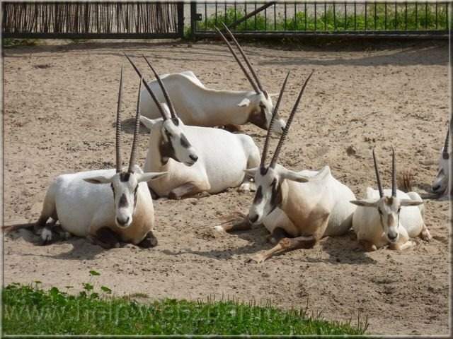 oryx