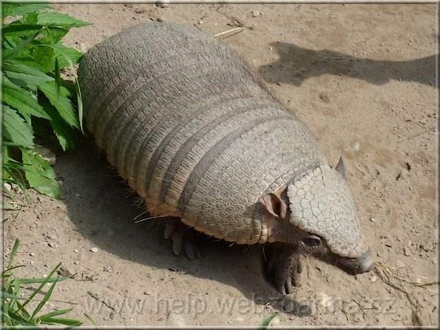 pasovec