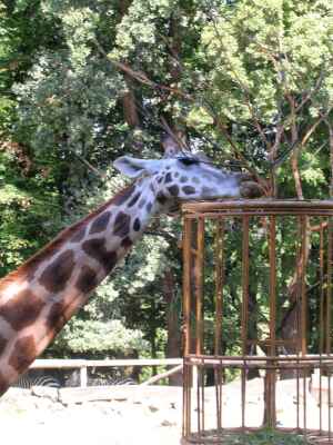 Žirafa při chuti