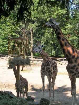 Žirafí rodinka