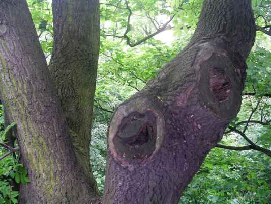 Ten strom se směje! :-)