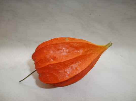 Mochyně židovská třešeň (Physalis alkekengi) je rostlina, patřící do čeledi lilkovité. Je příbuzná jedlé mochyně peruánské. Mochyně židovská třešeň je snadno rozpoznatelná díky typickým, velkým oranžovým až červeným uzavřeným kalichům s bobulí uvnitř. Název „mochyně židovská třešeň“ je odvozen od tvaru květního kalichu, který tvoří obal plodu. Je podobný zvláštnímu židovskému oděvnímu doplňku - předepsané frygické čapce, která byla běžná od raného středověku. Plody uvnitř obalu jsou bobule, tvarem a barvou podobné třešním. Plody obsahují karotenoidy (např. kryptoxantin), sacharidy, kyselinu citrónovou, vitamín C a alkaloidy. Z alkalidů například solanin, nebo physalin D. Bobule se jí čerstvé a zralé. Nezralé plody obsahují dostatečné množství solaninu, aby vyvolaly zažívací potíže a průjem u dětí. Zbytek rostliny je pro vysoký obsah solaninu jedovatý. Lidové názvy: mořská višeň, židovská třešeň, židovská jahoda, liščí jablko, měchuňky, čínský lampion.