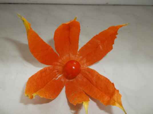 Mochyně židovská třešeň (Physalis alkekengi) je rostlina, patřící do čeledi lilkovité. Je příbuzná jedlé mochyně peruánské. Mochyně židovská třešeň je snadno rozpoznatelná díky typickým, velkým oranžovým až červeným uzavřeným kalichům s bobulí uvnitř. Název „mochyně židovská třešeň“ je odvozen od tvaru květního kalichu, který tvoří obal plodu. Je podobný zvláštnímu židovskému oděvnímu doplňku - předepsané frygické čapce, která byla běžná od raného středověku. Plody uvnitř obalu jsou bobule, tvarem a barvou podobné třešním. Plody obsahují karotenoidy (např. kryptoxantin), sacharidy, kyselinu citrónovou, vitamín C a alkaloidy. Z alkalidů například solanin, nebo physalin D. Bobule se jí čerstvé a zralé. Nezralé plody obsahují dostatečné množství solaninu, aby vyvolaly zažívací potíže a průjem u dětí. Zbytek rostliny je pro vysoký obsah solaninu jedovatý. Lidové názvy: mořská višeň, židovská třešeň, židovská jahoda, liščí jablko, měchuňky, čínský lampion.
