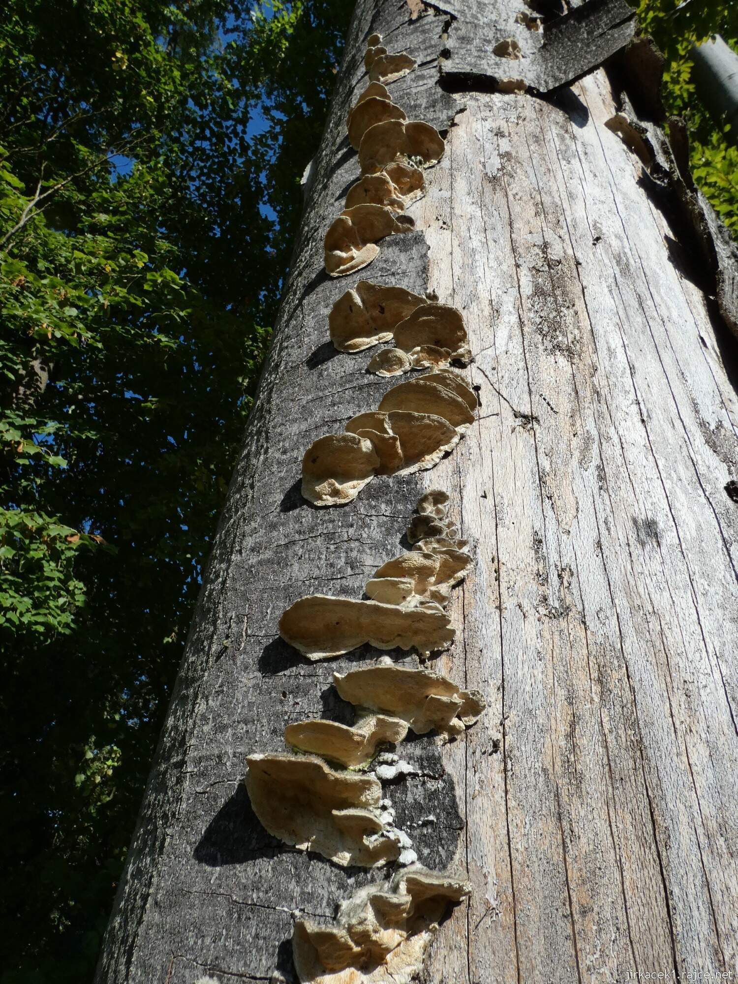 Naučná stezka Nedošínský háj 2021 - houby na stromě