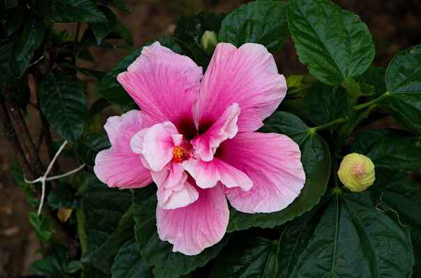 Ibišek čínská růže (Hibiscus rosa sinensis). Česky prosvirník svátečný.