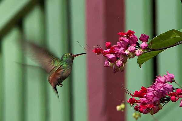 Kolibřík rezavoocasý (Amazilia tzacatl).