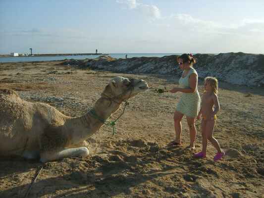 rajce.idnes.cz camel ZOO Brno 22 – Lenka Černá Pazderská – album na Rajčeti