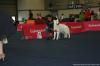 Miss Conchita of White Condor - Female Open Class