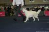 Electra of White Grace - Female Open Class